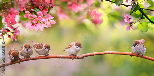 small funny Sparrow Chicks sit in the garden surrounded by pink Apple blossoms on a Sunny may day
