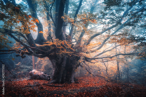 Old magical tree with big branches and orange leaves in blue fog in rain. Autumn colors. Mystical foggy forest. Scenery with fairy forest in fall. Colorful landscape with beautiful misty old tree
