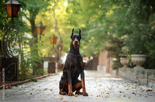 Doberman dog beautiful portrait autumn park