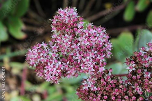 Hylotelephium 'Matrona' | stonecrop 'Matrona' close up pink flowers