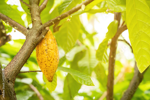 Cocoa fruit on the tree with sunlight