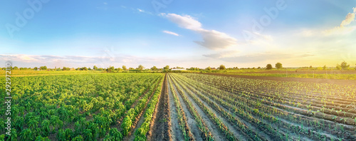 Panoramic photo of a beautiful agricultural view with pepper and leek plantations. Agriculture and farming. Agribusiness. Agro industry. Growing Organic Vegetables