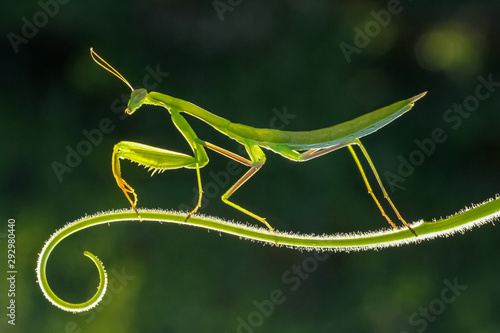 praying mantis on a green background