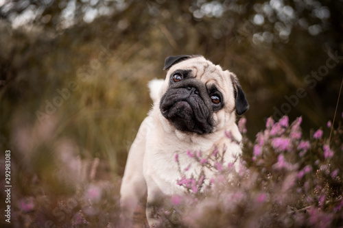 pug in garden