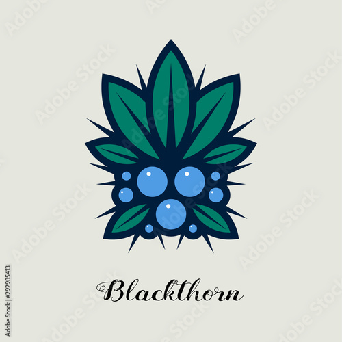 Juniper berries with leaves and thorns illustration. Blackthorn berries. Decorative composition.