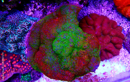 Montipora Rainbow macro polyps - rare and very beautiful sps coral.