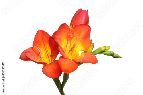 Red and yellow freesia flowers