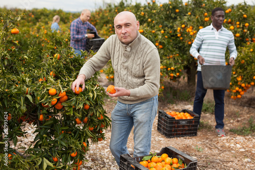 Workers picking mandarins in boxes on farm