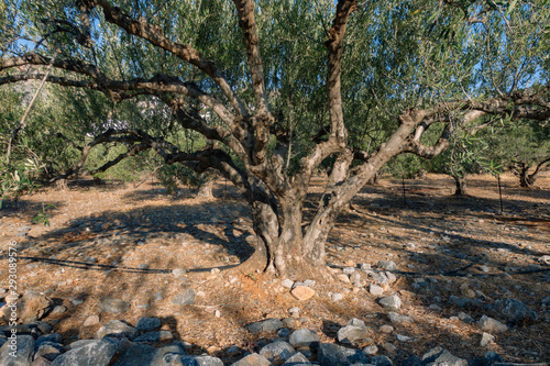 The old olive tree in the morning