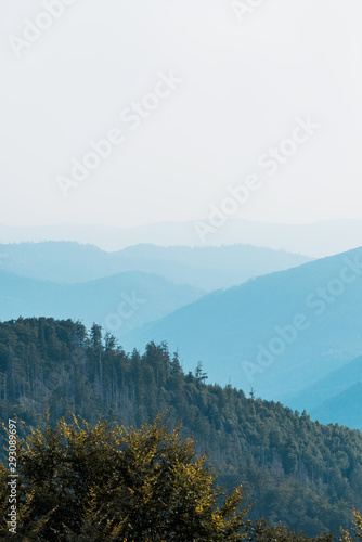 blue silhouette of mountains near fir trees on hill