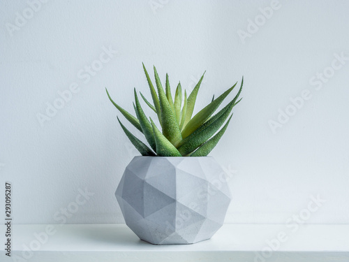 Concrete pot. Close-up green succulent plant in modern geometric concrete planter isolated on white background.