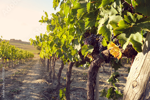 grape and vine vinegrape of sangiovese under sunlight in tuscany italy autumn summer 