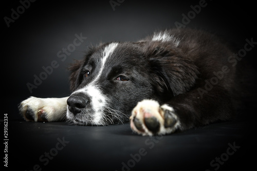 schlafender Welpe Hund auf schwarzem Hintergrund