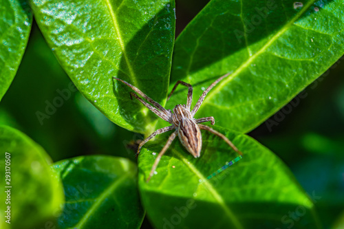 mały pająk na zielonym liściu