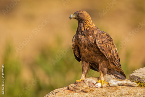 A Golden Eagle landed on a prey. Photographed in the wild in Spain