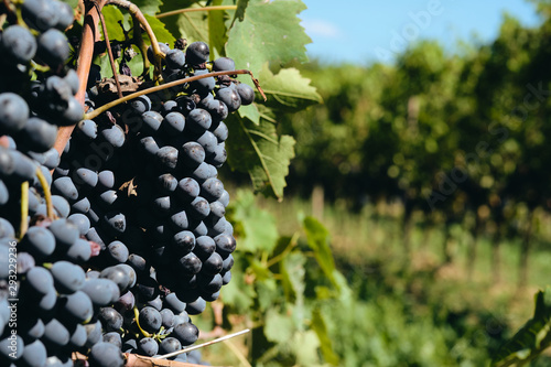 grape and vine vinegrape of sangiovese under sunlight in tuscany italy autumn summer 