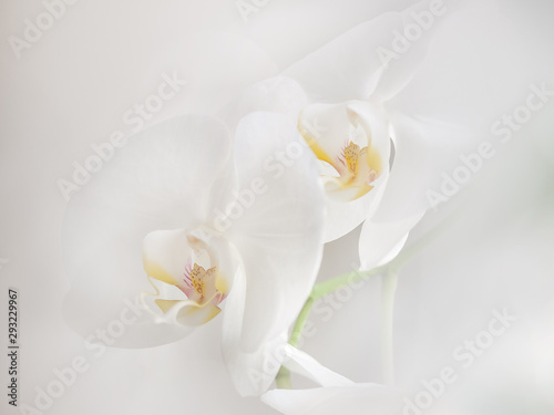 Two white orchids with pale yellow pistiles on the pure white backgraund
