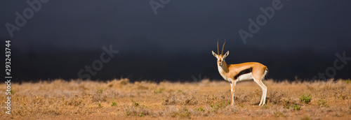 Gacela de Thomson, Reserva Solio Ranch, Kenia, Africa