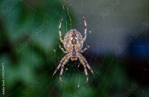brown spider on the web Araneus diadematus close up