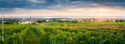 Vineyards near village of Rust on the lake in Burgenland