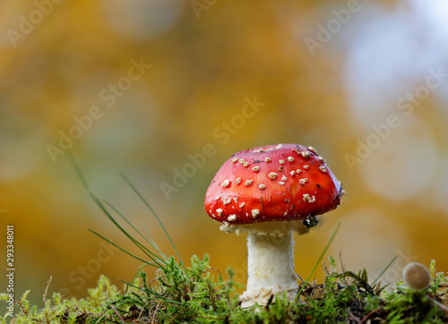 One spotted red mushroom in deep forest