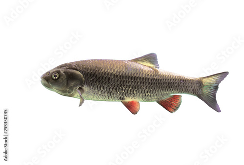 Fish chub on white background isolated