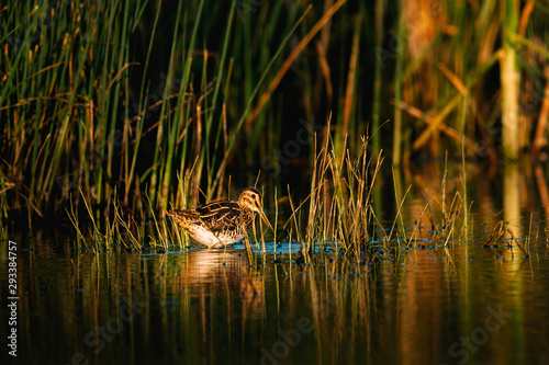 Eurasian woodcock on lake