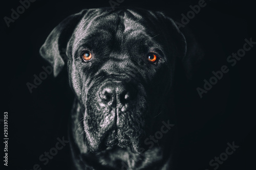 Italian Cane Corso, art of orange eyes