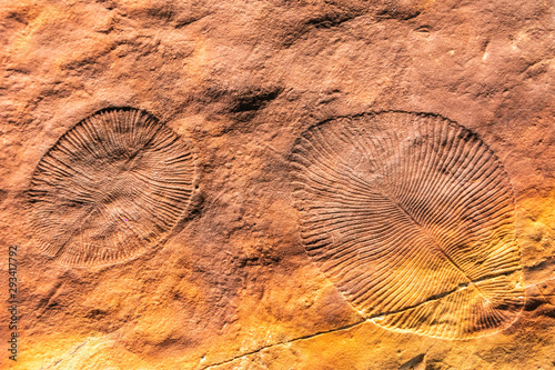 Hollows left by Dickinsonia specimens in seafloor mats. Dickinsonia are species in the Ediacara biota.