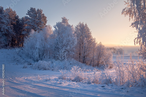 Winter morning. Winter nature in sunlight. Frosty and snowy trees. Christmas