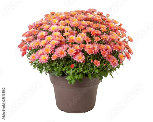 Potted chrysanthemum isolated on a white background.