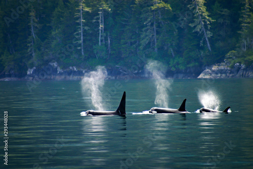 Three orcas in a row, telegraph cove at Vancouver island, British Columbia, Canada.