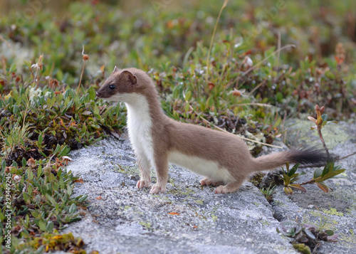 a lively ermine seen during a hike in the alps above the village of Aussois