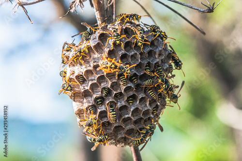 wasp hive on a thin branch