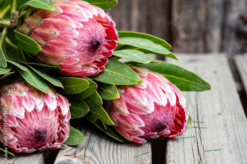 Close up of three protea flower stalks on a rustic wooden table