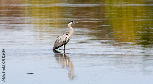 wild gray heron