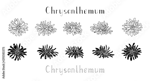 Set of hand drawn chrysanthemum flowers isolated on a white background. Contour and silhouette. Lettering. Monochrome vector illustration. Decorations for invitations, greeting and wedding cards