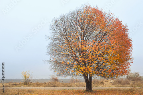 Solitary Single Tree in the autumn