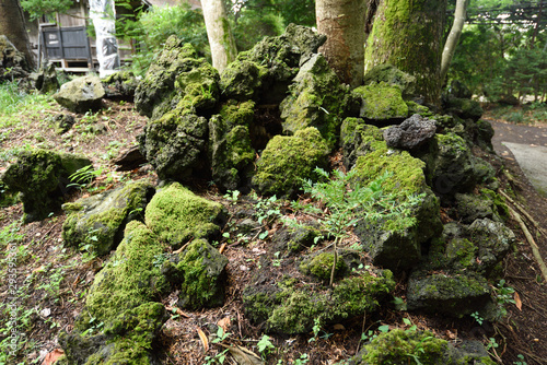 The moss-grown wooden picture in the Oshino eight sea