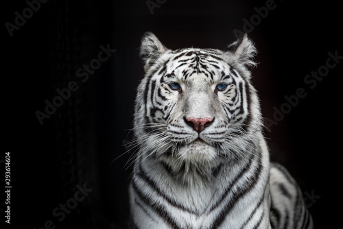 Tiger Bengal white variation. Beautiful female white tiger.