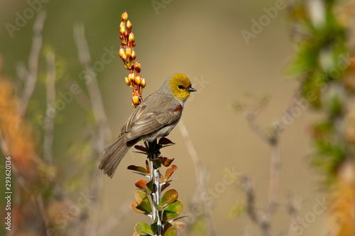 Verdin taken in SE Arizona