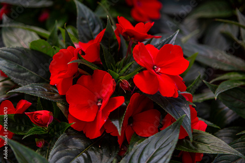 red impatiens