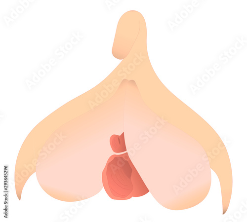 View of a complete clitoris, the female sexual organ of pleasure. Structure of a clitoris with different parts, vector or image isolated on white.