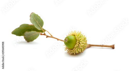 flora of Gran Canaria - acorn of Quercus suber