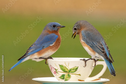A pair of Eastern Bluebirds at a teacup feeder on a dreary winter day.