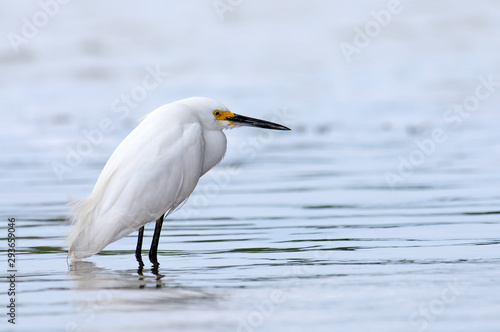 Schmuckreiher (Egretta thula), Honduras - Snowy egret