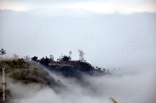 Mountain, forest and cloud