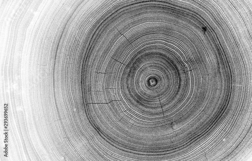 Detailed macro view of felled tree trunk or stump. Black and white organic texture of tree rings with close up of end grain.