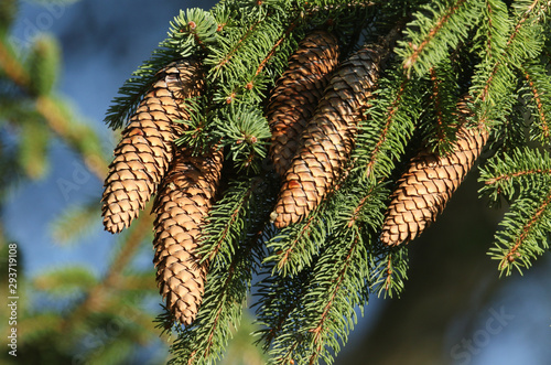 A branch of a Spruce, Tree, Sitka, Picea sitchensis, growing in woodland in the UK.