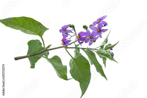 Deadly nightshade isolated on white. Violet flower solanum dulcamara. berrie are poisonous, used in alternative medicine